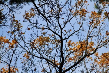 樹枝