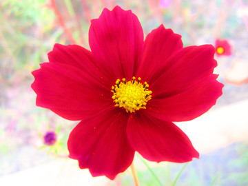 花