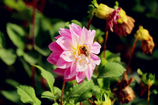 蜜蜂大圖