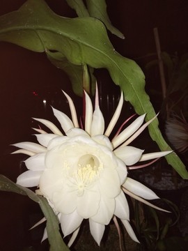 曇花一現(xiàn)
