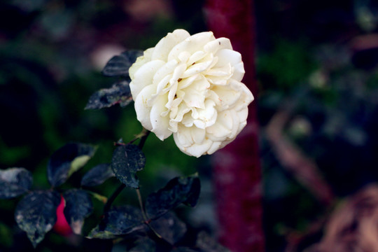 白色月季花