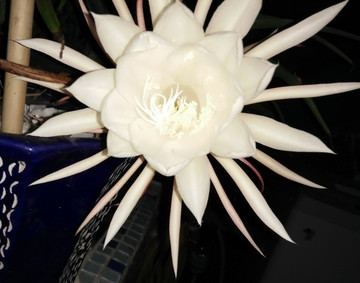 曇花一現(xiàn)