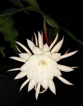 曇花一現(xiàn)