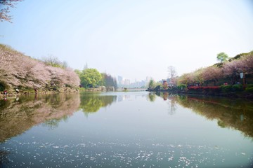 櫻花