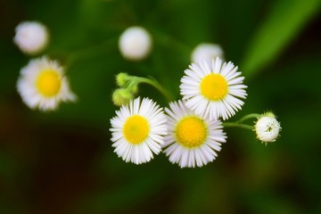 太陽花