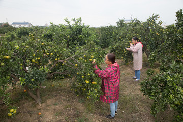 蜜桔