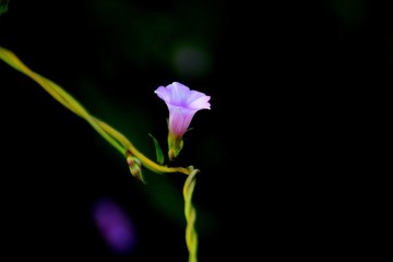 牽牛花