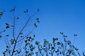 枝葉藍(lán)天