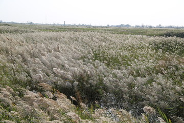 東營(yíng)黃河口生態(tài)旅游區(qū)
