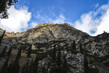 天山松樹