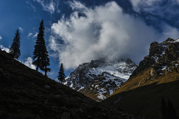 天山森林