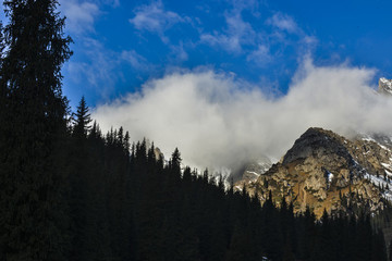 天山森林