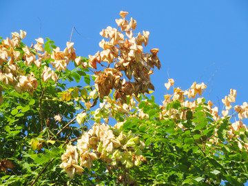 欒樹(shù)