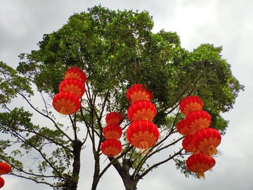燈籠樹掛