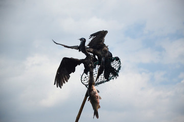 魚(yú)鷹捉魚(yú)