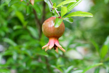 石榴樹