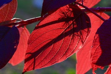 水墨畫紅葉