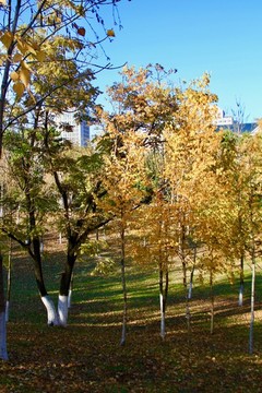 城市園林