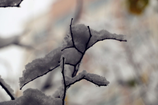 雪掛樹枝不低頭