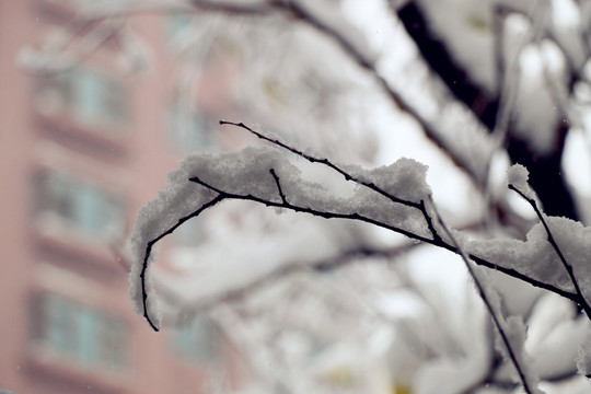 第一場大雪之后的美麗景色