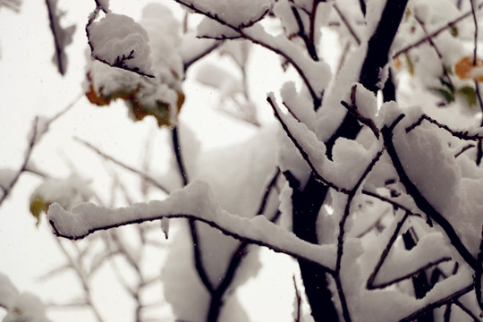 冰雪凝固的美麗線條