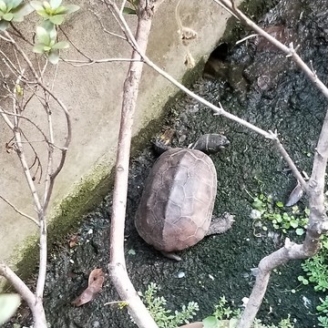 家庭花園烏龜