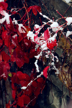 冰雪中的頑強(qiáng)植物