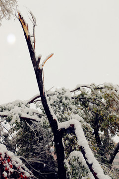 被大雪壓斷的樹干