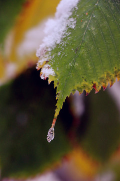 雪中的綠樹葉