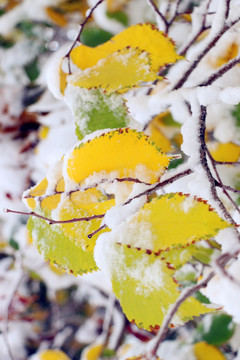 雪后的樹葉繽紛多彩