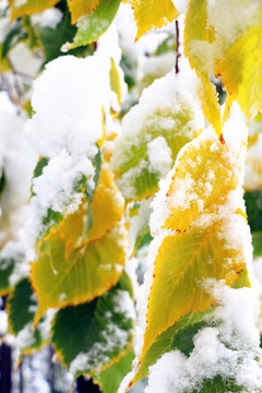 雪后的樹葉繽紛多彩