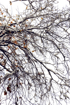 雪后的晶瑩樹(shù)枝