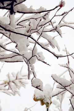 雪絨絨的樹枝