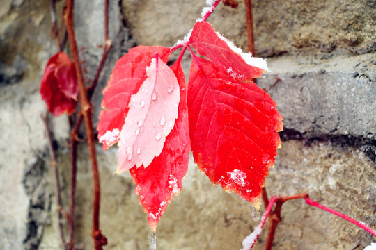 皚皚白雪附紅葉