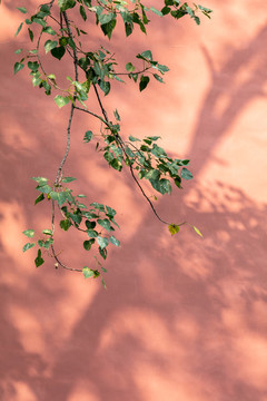 樹枝紅墻