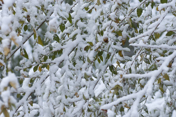 雪樹