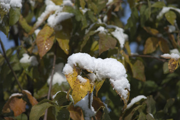 雪中情