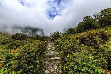 梅里雪山原始森林風(fēng)光