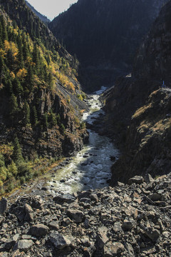 天山森林秋季