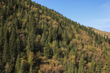 天山森林