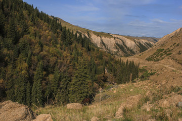 天山森林