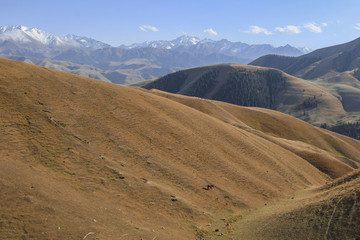 天山森林