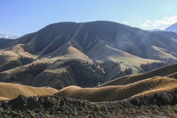 天山森林秋季