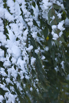積雪