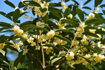 桂花樹