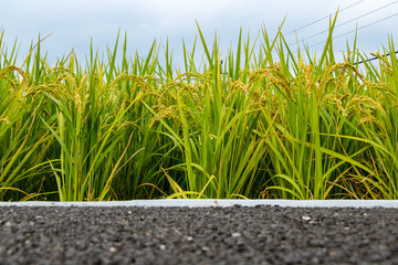 稻田