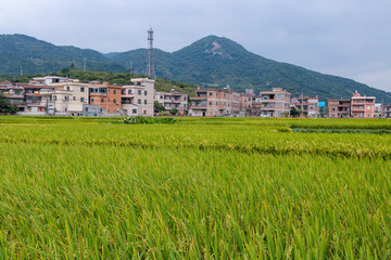 水稻田