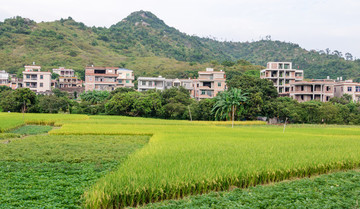 農(nóng)村