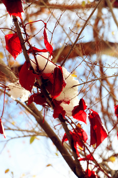 風(fēng)雪中殘敗的紅葉