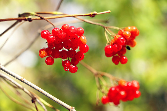 碩果滿枝紅